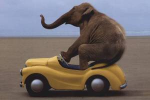 Yellow-car-with-elephant-driver